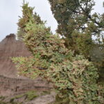 BADLANDS-039