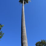 CA-03