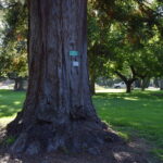 CA-06