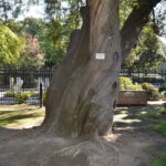 CA-08