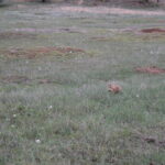 DEVILS-TOWER-042