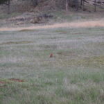 DEVILS-TOWER-043