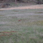 DEVILS-TOWER-044