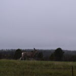 DEVILS-TOWER-053