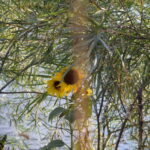MISSOURI-HEADWATERS-018