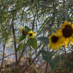 MISSOURI-HEADWATERS-019