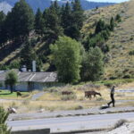 YELLOWSTONE-009