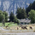 YELLOWSTONE-010