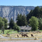 YELLOWSTONE-011