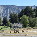 YELLOWSTONE-012