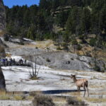 YELLOWSTONE-014