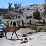 YELLOWSTONE-015