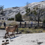 YELLOWSTONE-016