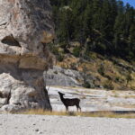 YELLOWSTONE-017