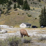 YELLOWSTONE-019