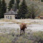 YELLOWSTONE-020