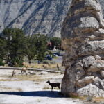 YELLOWSTONE-027
