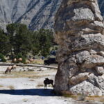 YELLOWSTONE-028