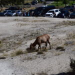 YELLOWSTONE-029