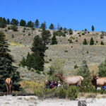YELLOWSTONE-030