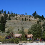 YELLOWSTONE-031