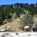 YELLOWSTONE-032