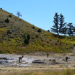 YELLOWSTONE-033