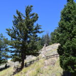 YELLOWSTONE-038