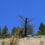 YELLOWSTONE-042