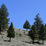 YELLOWSTONE-045