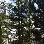 YELLOWSTONE-085
