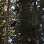YELLOWSTONE-120