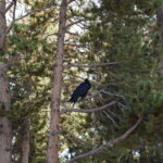 YELLOWSTONE-121