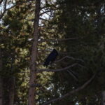 YELLOWSTONE-122
