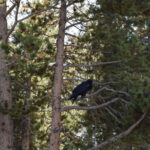 YELLOWSTONE-123